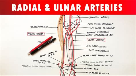 Radial Artery Location