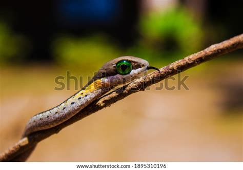 Beautiful Juvenile Boomslang Bulging Green Eyes Stock Photo 1895310196 ...