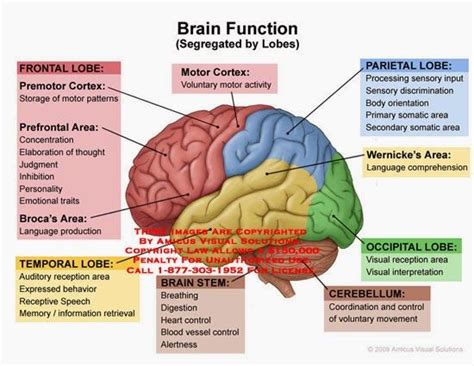 Libros de anatomia, Fisiología, Psicobiología