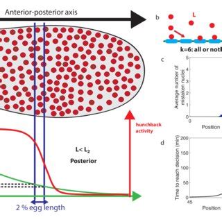 Decision between anterior and posterior developmental blueprints. (a ...