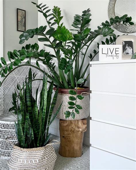 ZZ Plant | Plant decor indoor, Plant decor, Indoor plants