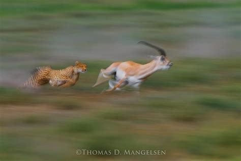 The Great Chase — Cheetah and Grant's Gazelle by Thomas D. Mangelsen