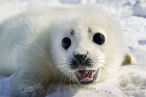 Cute White Coat Harp Seal Baby Pup | Photo, Information