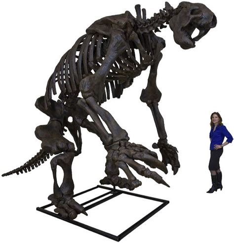 Eremotherium eomigrans VERNE – Giant Ground Sloth Skeleton – Display ...