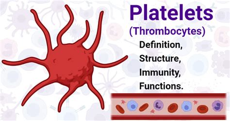 Platelets (Thrombocytes)- Definition, Structure, Immunity, Functions