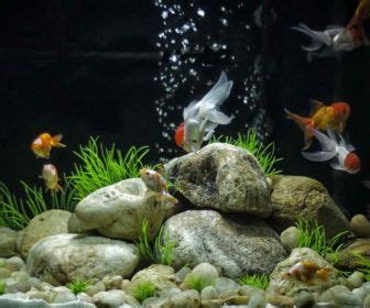 Clownfish Aquarium Setup With Aquarium Setups Ideas Clownfish Aquarium ...