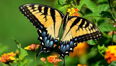 Black and Yellow Butterfly Meaning