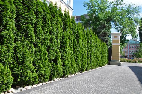 Thuja "Smaragd" im 2L. Topf (50 - 70 cm) - pflanzhits.de