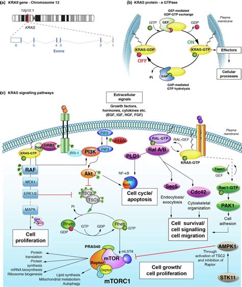 KRAS as a druggable target in NSCLC: Rising like a phoenix after ...