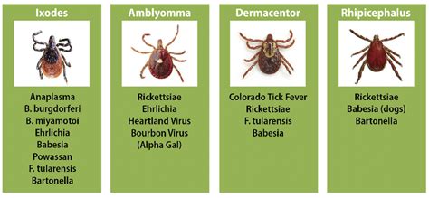 Do All Ticks Carry Lyme Disease Dogs