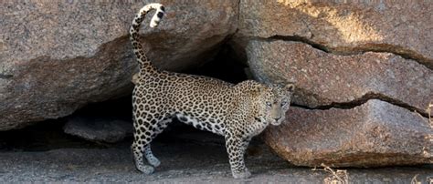 Sujan Jawai Leopard Camp, Jawai Bandh – Jarvis Journeys