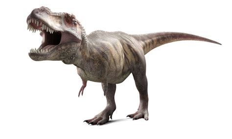 10 Facts About Tyrannosaurus Rex, King of the Dinosaurs