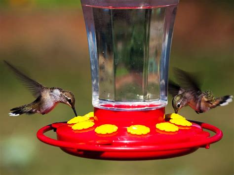 How to Choose the Best Hummingbird Feeder: Reviews, Tips, Nectar ...