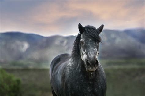 89 Best Grey Horse Names - Cornerstone Equine Academy