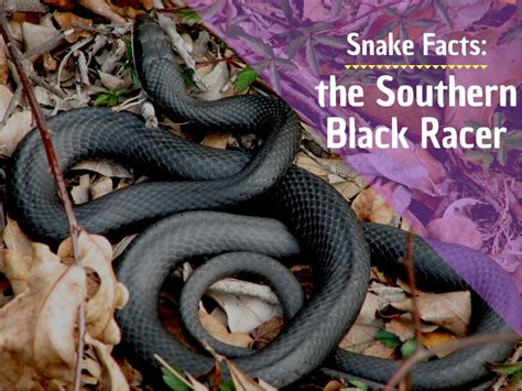 Facts About Southern Black Racer Snakes - Owlcation