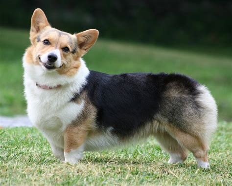 Pembroke Welsh Corgi | Fun Animals Wiki, Videos, Pictures, Stories