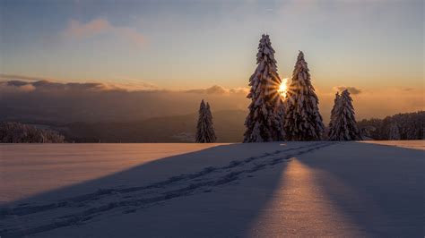 Snow Covered Pine Trees On Snow Field During Sunset HD Nature ...