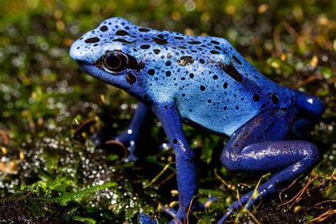 Blue Poison Frog (2010) by Smithsonian Institution. Original from ...