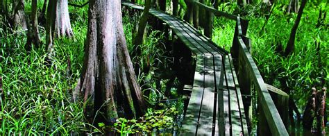 Highlands Hammock State Park | Florida State Parks