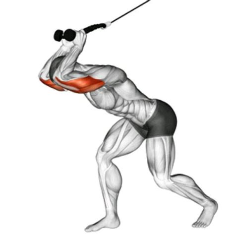 Overhead Tricep Cable Extension by Malte Flammild - Exercise How-to ...