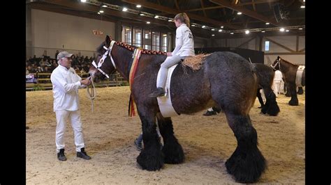 Belgian Draft Horses: Mathador, the most successful breeding stallion ...