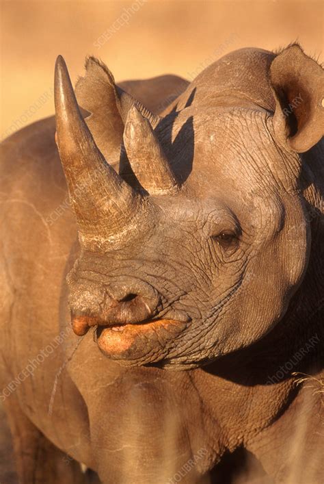 Black Rhinoceros - Stock Image - C004/6016 - Science Photo Library