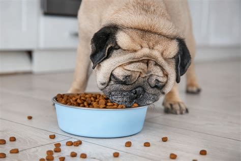 Best Dog Food for Pugs (Top 10 in 2022) - Dog Food Care