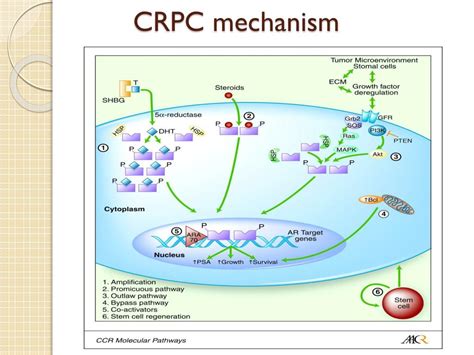 PPT - Castrate-resistant prostate cancer (CRPC) PowerPoint Presentation ...