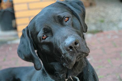 File:0312 Black Labrador IMG 9766.JPG