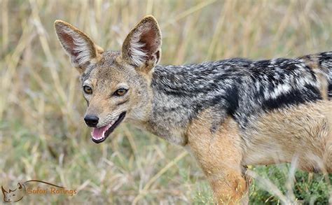 5 Interesting Things About the Black-Backed Jackal: SafariRatings