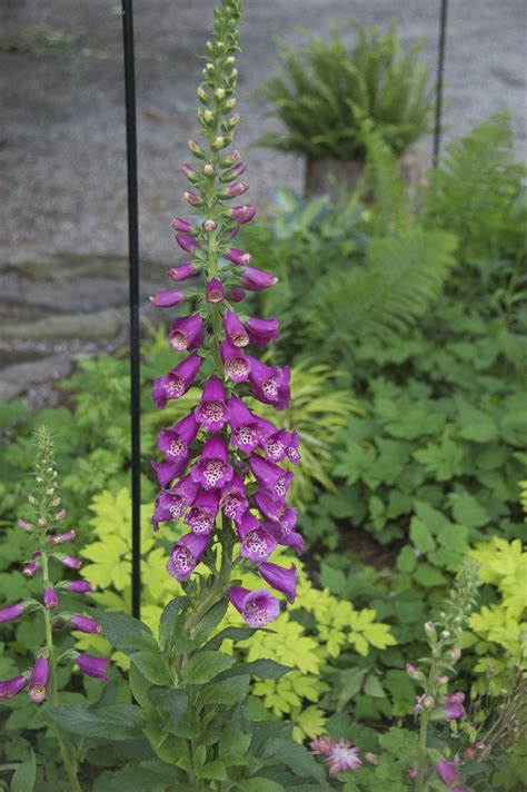 foxglove | Garden design, Plants, Foxglove