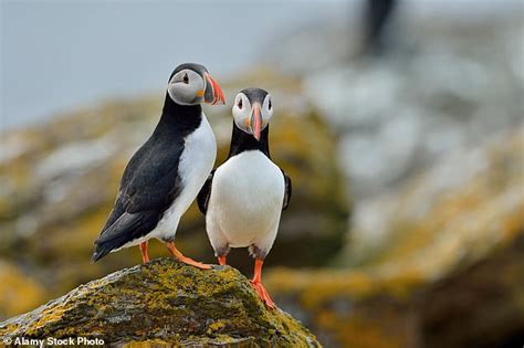 Why the Orkney Islands are the 'finest place to live in the UK' | Daily ...