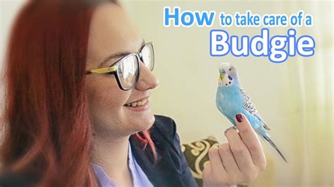 How to Take Care of a Budgie, Parakeet | All The Basics and more ...