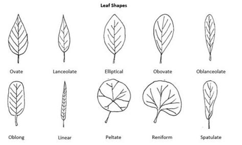 PLANT MORPHOLOGY – LEAVES