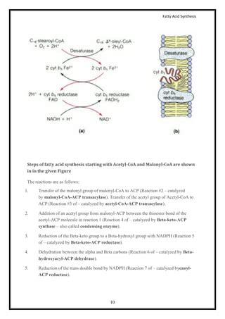 Fatty acid synthesis | PDF