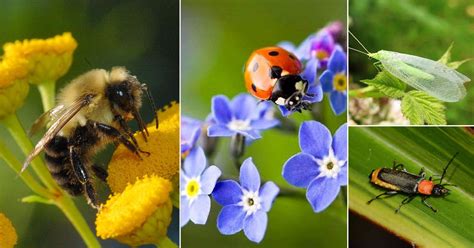 20 Most Beneficial Garden Insects You Should Avoid Killing | Useful Insects