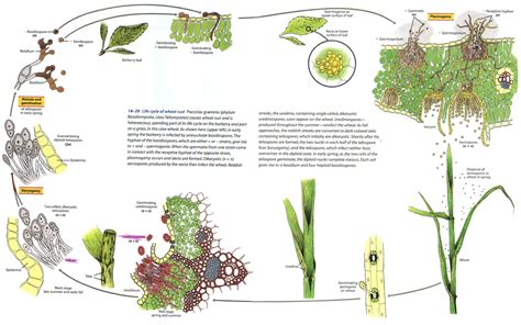 wheat rust life cycle | Green garden, Fungi, Biology