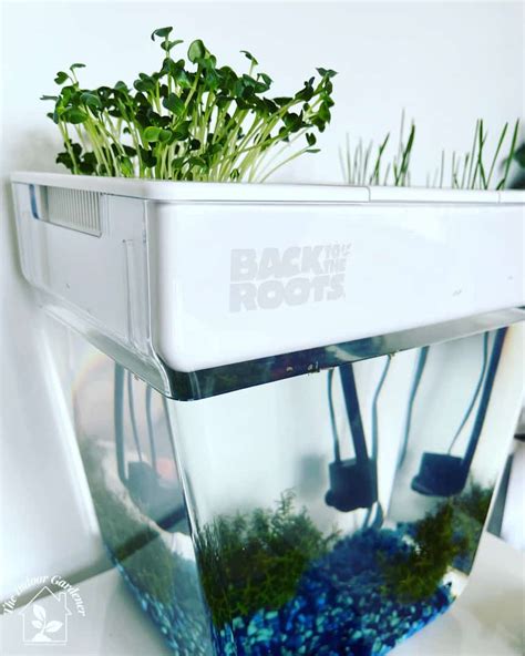 Aquaponic Fish Tank Review: Is It Worth the Hype? - Our Little Suburban ...