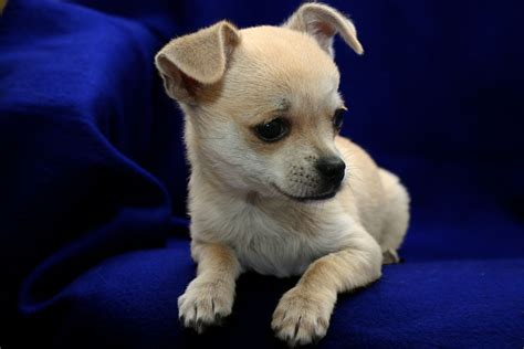 Chihuahua Puppy Pictures and Information | Puppy Pictures and Information