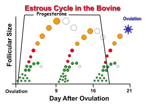 Estrus cycle synchronization in Cows