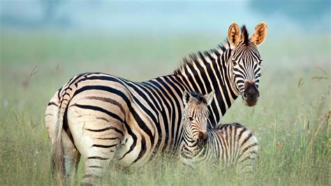 Zebra Mom – Bing Wallpaper Download