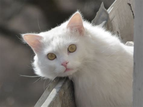 close up photo of white short fur cat during daytime free image | Peakpx