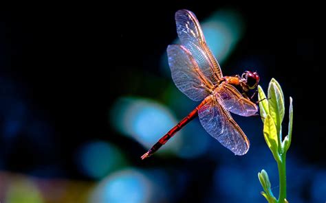 Dragonfly Wallpapers - Top Free Dragonfly Backgrounds - WallpaperAccess