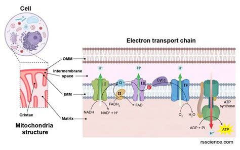 Mitochondria - the powerhouses of the cell - definition, structure ...