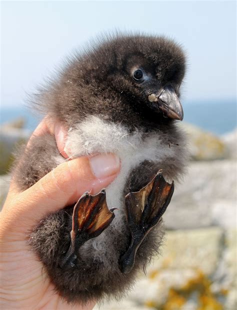 Why Maine's Baby Puffins Are Growing So Slowly This Year | Audubon