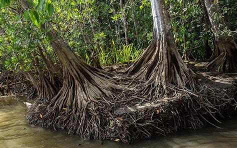 Mangrove Roots and the Everglades | FIU Institute of Environment