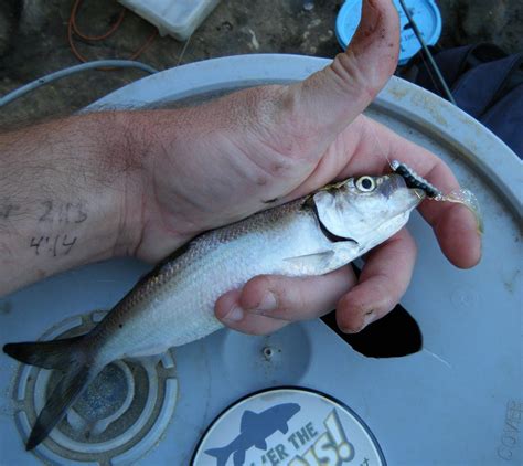 Herring, Skipjack | www.roughfish.com