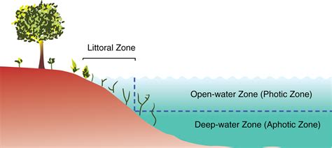 SCIENCENOTES: Growth forms/Life forms and structure of community