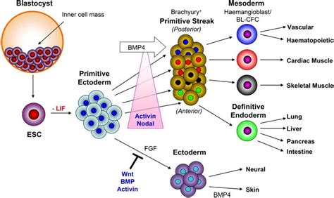 ESC differentiation into ectodermal, mesodermal and endodermal ...