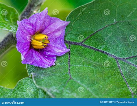 Flower on a Brinjal Plant stock image. Image of annual - 234978127